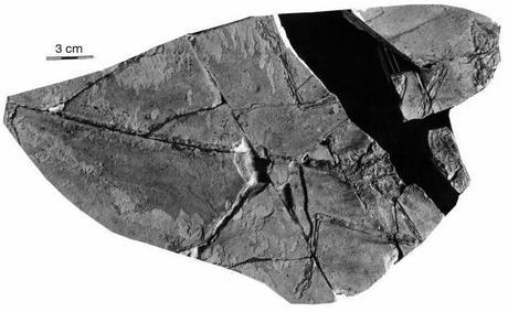 Las plumas del dinosaurio