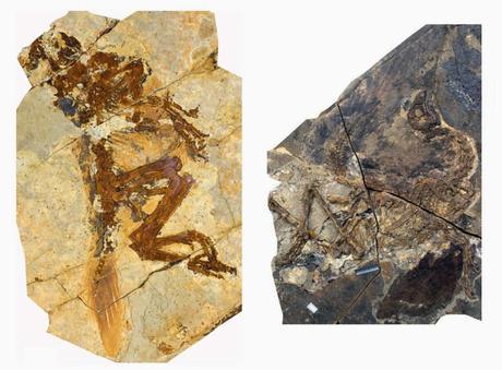 Las plumas del dinosaurio