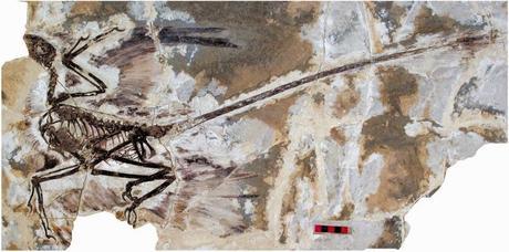 Las plumas del dinosaurio