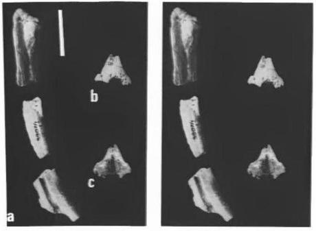 Las plumas del dinosaurio
