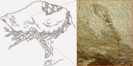 Las plumas del dinosaurio