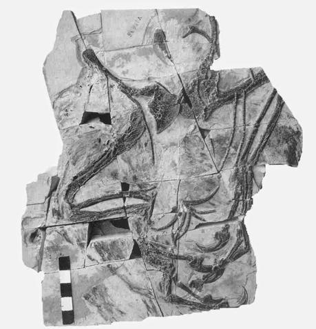 Las plumas del dinosaurio