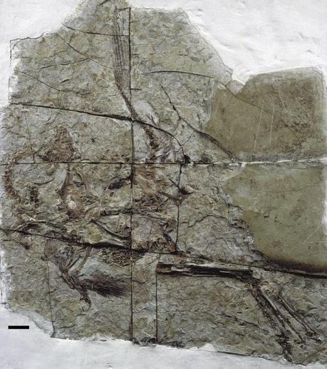 Las plumas del dinosaurio