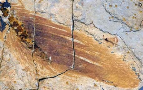 Las plumas del dinosaurio