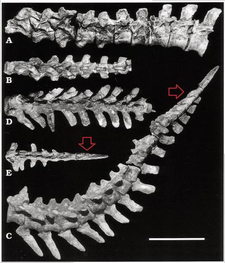 Las plumas del dinosaurio