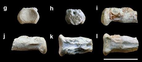 Las plumas del dinosaurio