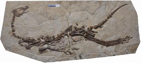 Las plumas del dinosaurio