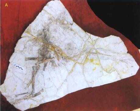 Las plumas del dinosaurio