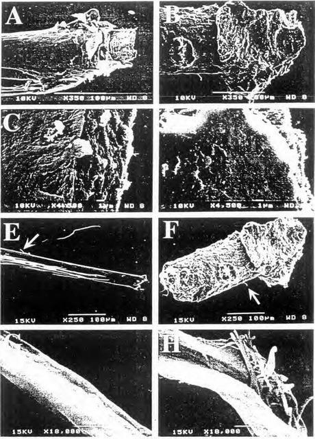 Las plumas del dinosaurio