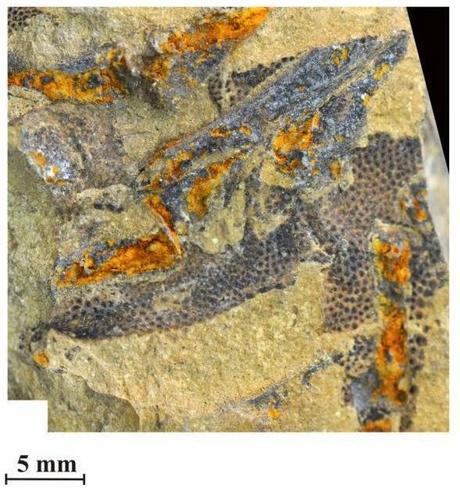 Las plumas del dinosaurio