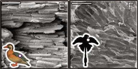 Las plumas del dinosaurio