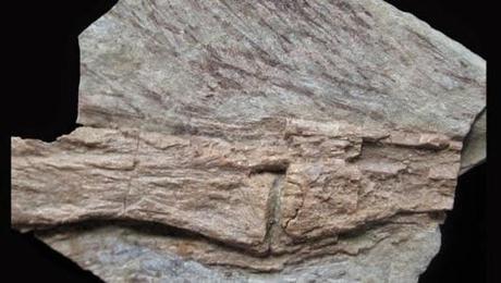 Las plumas del dinosaurio