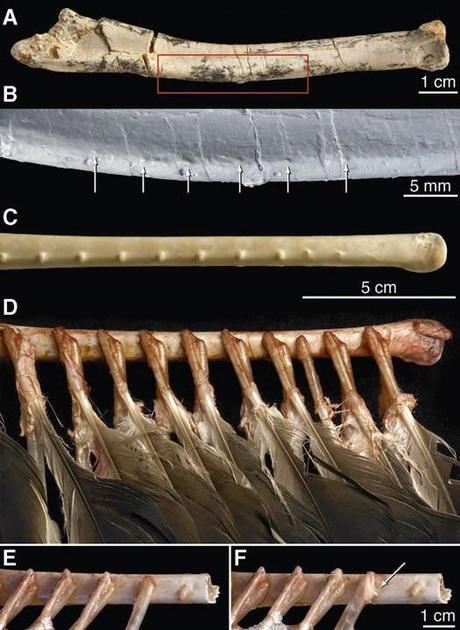 Las plumas del dinosaurio