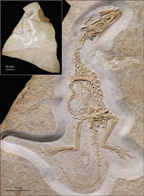 Las plumas del dinosaurio