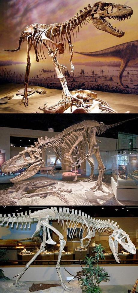 Las plumas del dinosaurio