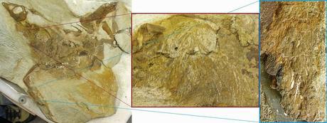 Las plumas del dinosaurio