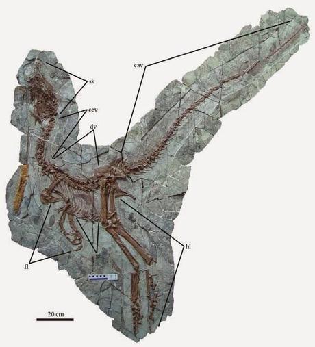 Las plumas del dinosaurio