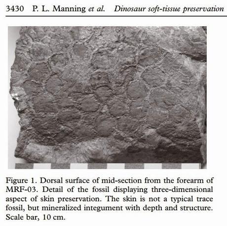 Las plumas del dinosaurio