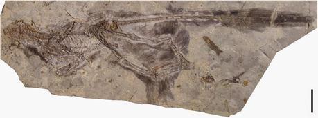 Las plumas del dinosaurio