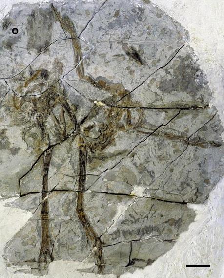 Las plumas del dinosaurio