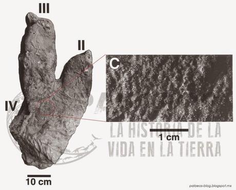 Las plumas del dinosaurio