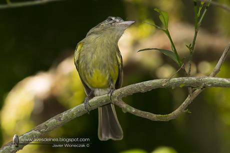 Picochato grande (Yellow-olive Flycatcher ) Tolmomyias sulphurescens