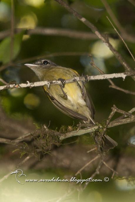 Picochato grande (Yellow-olive Flycatcher ) Tolmomyias sulphurescens