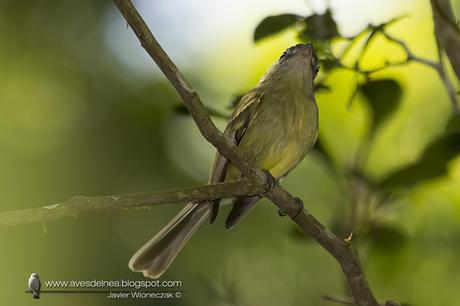 Picochato grande (Yellow-olive Flycatcher ) Tolmomyias sulphurescens