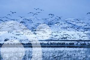 grullas en Gallocanta