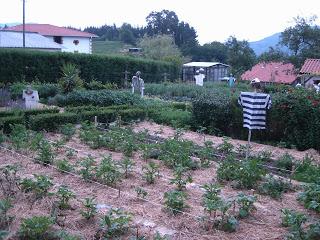 PATATAS: TRABAJAR LO JUSTO