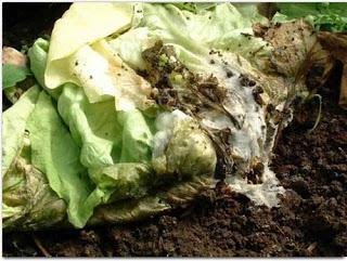 LAS LECHUGAS Y EL INFIERNO HÚMEDO