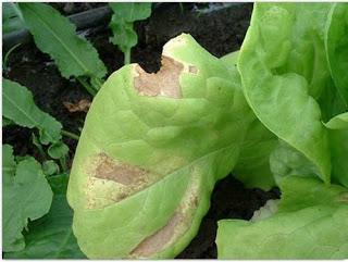 LAS LECHUGAS Y EL INFIERNO HÚMEDO