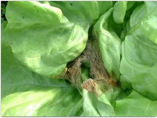 LAS LECHUGAS Y EL INFIERNO HÚMEDO