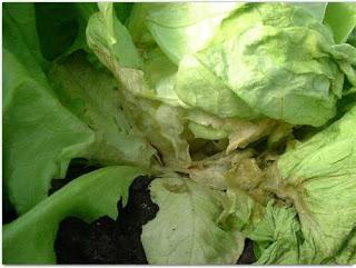 LAS LECHUGAS Y EL INFIERNO HÚMEDO