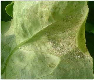 LAS LECHUGAS Y EL INFIERNO HÚMEDO