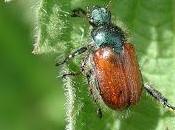 Identificar antes aplastar