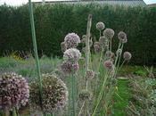 Dejando subirse” hortalizas