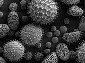 sencillez polinizar dificultad fecundar