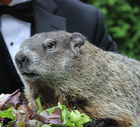 Sombreros de Copa para el “Día de la Marmota”