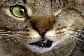 ¿Qué significa soñar con tuertos? sueño con tuertos