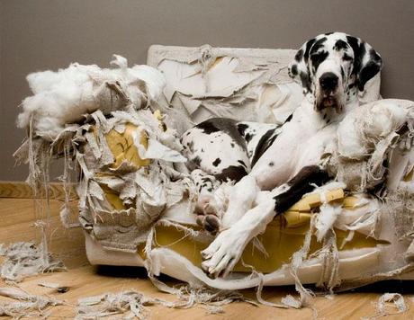 sofá destrozado por perro