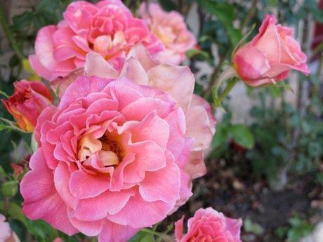 Cómo aplicar correctamente el Desmaquillador Hidratante Cómo aplicar correctamente el Desmaquillador Hidratante