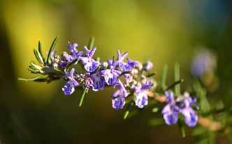 Remedios caseros para piojos con lavanda Remedios caseros para piojos con lavanda