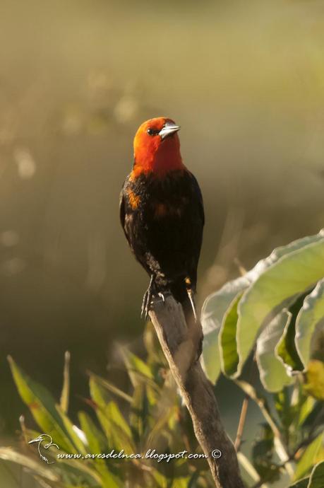 Federal (Scarlet-headed blackbird) Amblyramphus holosericeus