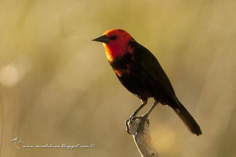 Federal (Scarlet-headed blackbird) Amblyramphus holosericeus