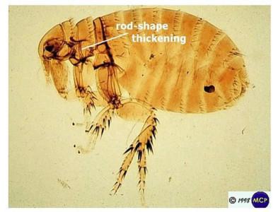 Xenopsylla rat flea (plague flea) michael wundrli flickr