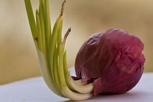 Limón y cebolla para la afonía