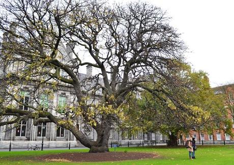 Verde irlandés en el Trinity College, Dublin