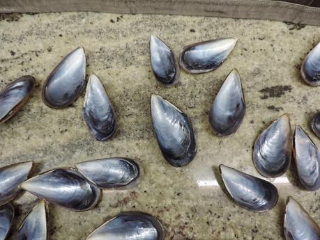 Mejillones tigre en thermomix.