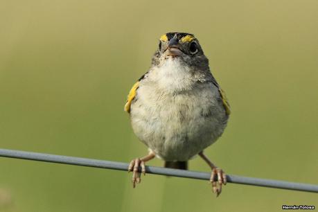 Galería de chingolo ceja amarilla
